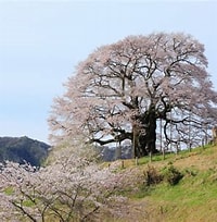 日本の国樹